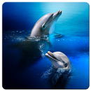 Dolphin Live Wallpaper-APK