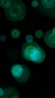 GreenBubbles Live Wallpaper Plakat