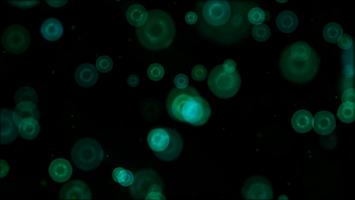 GreenBubbles Live Wallpaper Screenshot 3