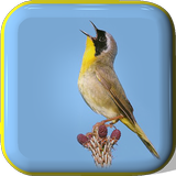Bird Songs icon