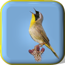 Vogelstimmen APK