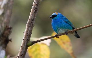 Chants d'oiseaux Affiche