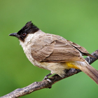 Sooty-headed bulbul sounds icono