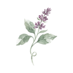 Fast Design icon