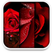 ”Rose Live Wallpapers