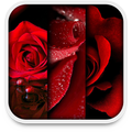 di rosa sfondo dal vivo