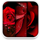 Rose Live Wallpapers biểu tượng