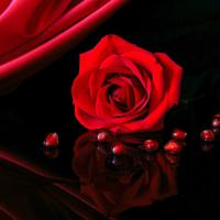 Rose Live Wallpapers bài đăng