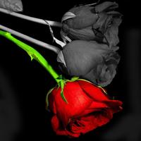 Rose Live Wallpapers ảnh chụp màn hình 1