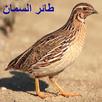 صوت السمان للصيد APK