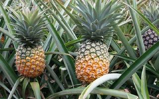 Pineapple hummus capture d'écran 1