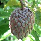 Bangladesh fruit icono