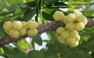 Bangladesh fruit plakat