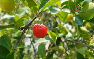 1 Schermata Bangladesh fruit