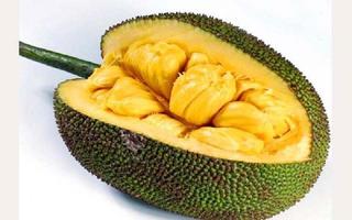 Benefits of jackfruit 截图 1