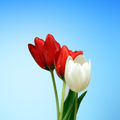 Flores con dedicatorias d amor