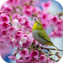 Sakura and Bird Live Wallpaper APK