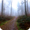 Scary Forest Video LWP