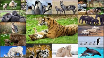 پوستر Baby Animal Jigsaw Puzzles