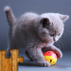 Cats Jigsaw Puzzle Game Kids أيقونة