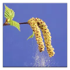 Pollen forecast APK download