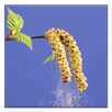 Pollen forecast APK