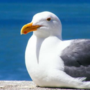 Seagull Bird Sounds aplikacja