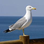 Seagull Bird HD Wallpaper-icoon