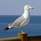 Seagull Bird HD Wallpaper icon