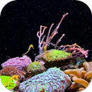 Seahorse Video Live Wallpaper APK