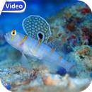 Sea Life Theme Video Wallpaper APK