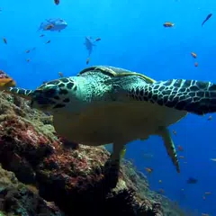 Baixar Sea Turtle. Live wallpaper. APK