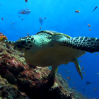 Sea Turtle. Live wallpaper. أيقونة