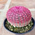 Succulent Cactus
