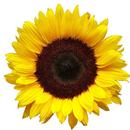 SendFlowers.pk (Online Flower Delivery Pakistan) APK