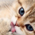 Cat Talk-icoon