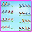 Bird Sort Funny 圖標