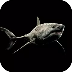 Shark 4K Video Live Wallpaper APK 下載