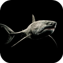 Shark 4K Video Live Wallpaper APK