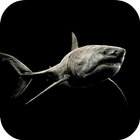 Shark 4K Video Live Wallpaper simgesi