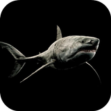 Shark 4K Video Live Wallpaper 图标