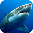 Sharks Live Wallpaper icon