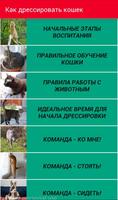 Как дрессировать кошек Poster