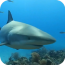 Wallaper Direct De Requin APK