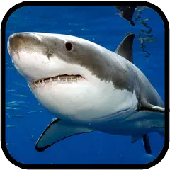 Sharks. Video Wallpaper APK download