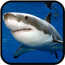 Sharks. Video Wallpaper APK