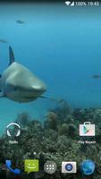 Sharks. Video Wallpaper Plakat