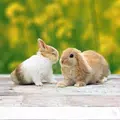 Little Friends