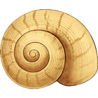 Shell Matching Game icône