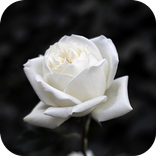 White rose